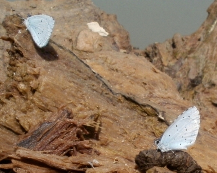 Celastrina argiolus?? S